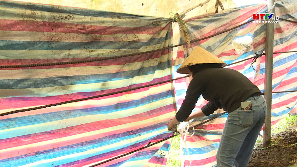 Tăng cường phòng chống rét cho gia súc khi nhiệt độ thấp