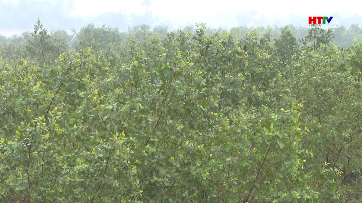 Nỗ lực phủ xanh rừng ngập mặn