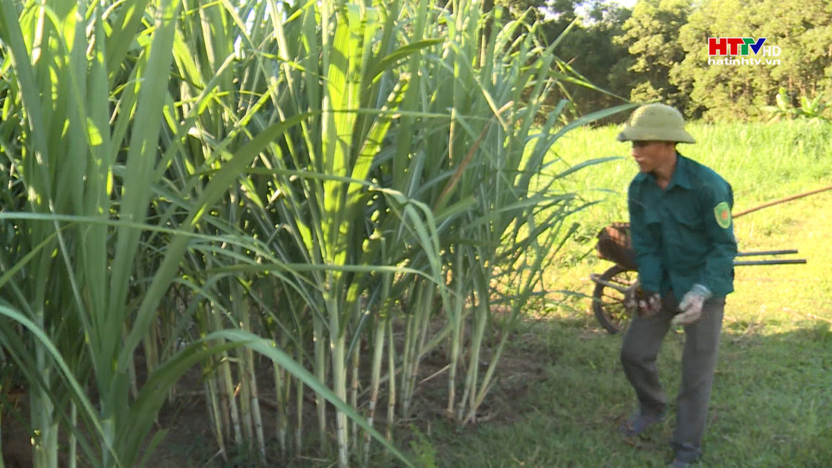 Giải bài toán chất thải trong chăn nuôi