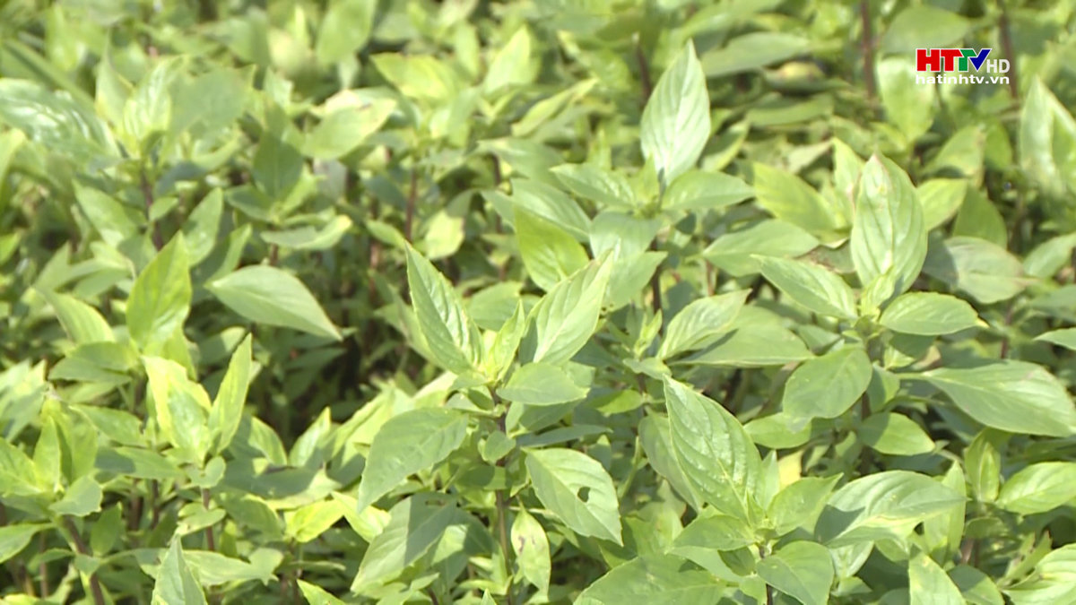 Khẩn trương khôi phục và sản xuất vụ đông