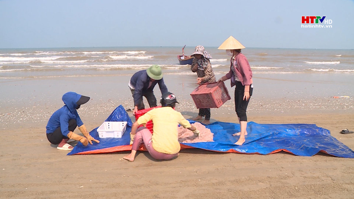 Ngư dân Kỳ Anh trúng đậm ruốc biển