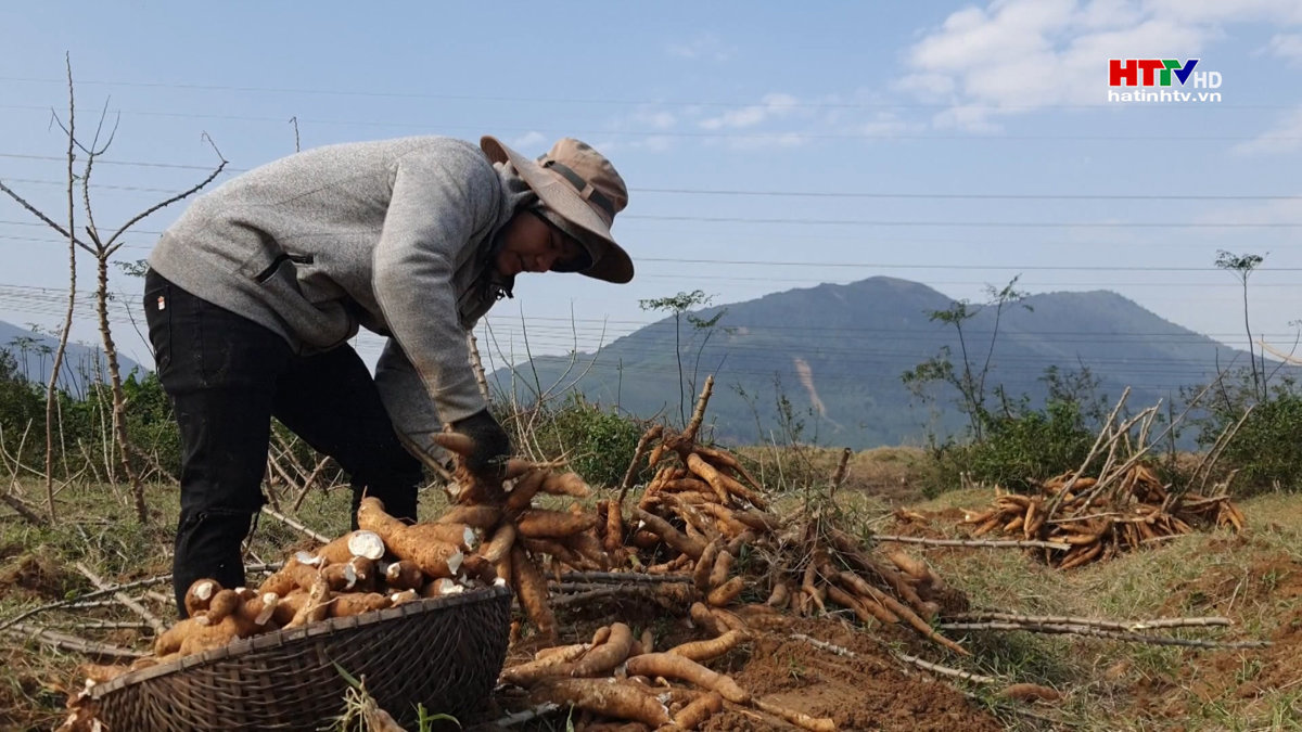 Kỳ Anh: Sắn được mùa, được giá