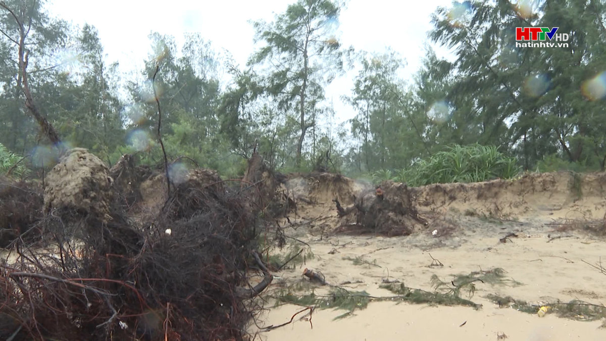 Sạt lở rừng phòng hộ ở huyện Nghi Xuân đe dọa cuộc sống người dân