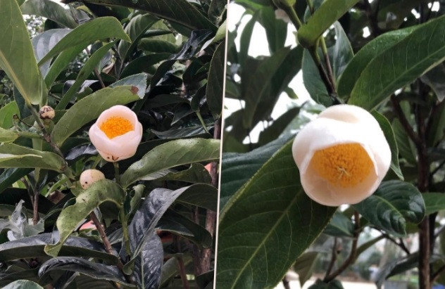 Sau lan đột biến, bạch hải đường bỗng được rao giá tiền tỷ bất thường