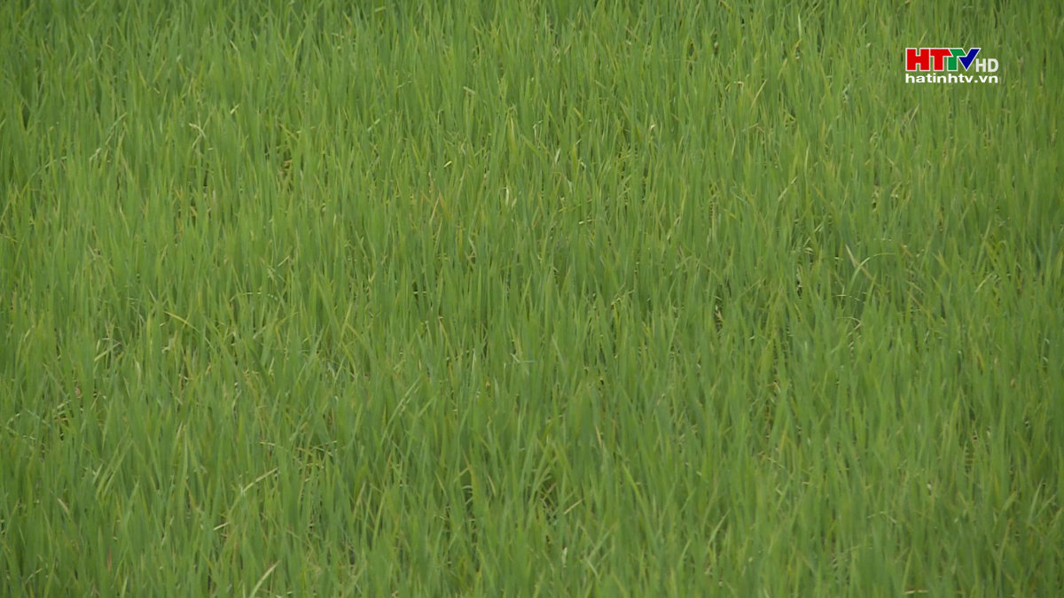 Xuất hiện sâu cuốn lá trên lúa hè thu