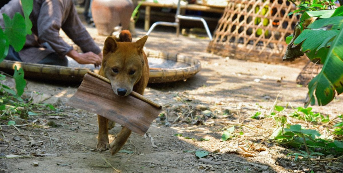 Chuyện về Vàng – diễn viên chính 4 chân đầu tiên của điện ảnh Việt Nam