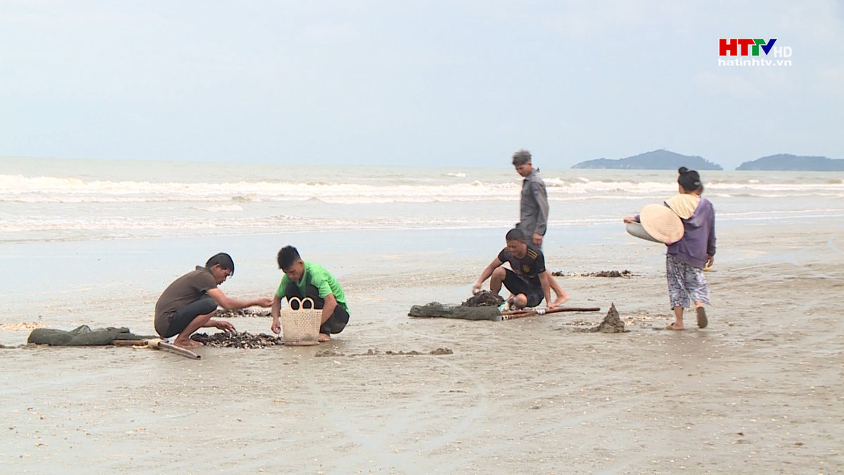 Sò lông dạt vào bờ, người dân thu tiền triệu mỗi ngày