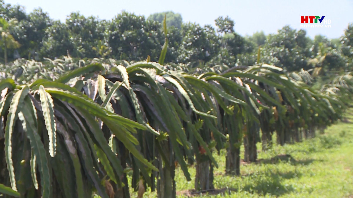 Tăng giá trị sản phẩm trồng trọt đạt 97,5 triệu đồng mỗi hecta