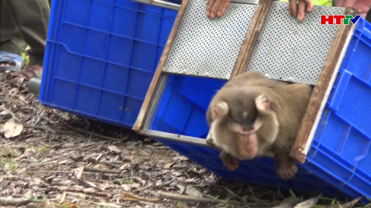 Thả 56 cá thể động vật quý hiểm về môi trường tự nhiên