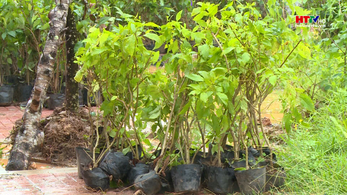 Thành phố Hà Tĩnh tiếp nhận hơn 5.000 cây xanh