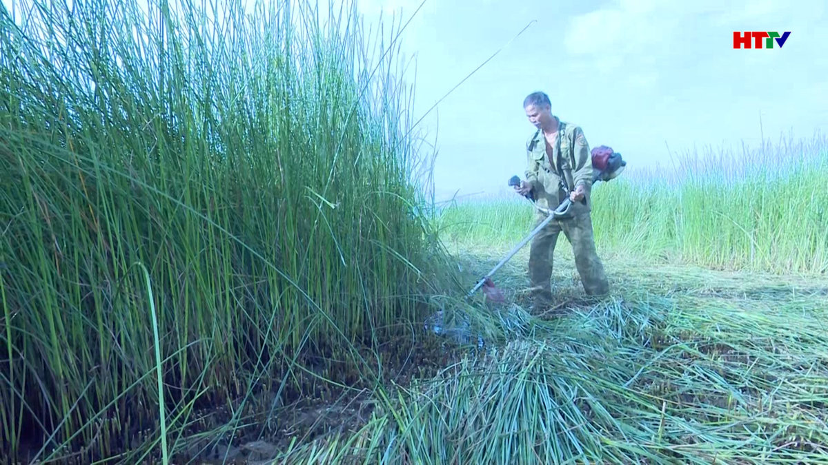 Cói – loại cây nâng cao đời sống người dân “ốc đảo” Nghi Xuân
