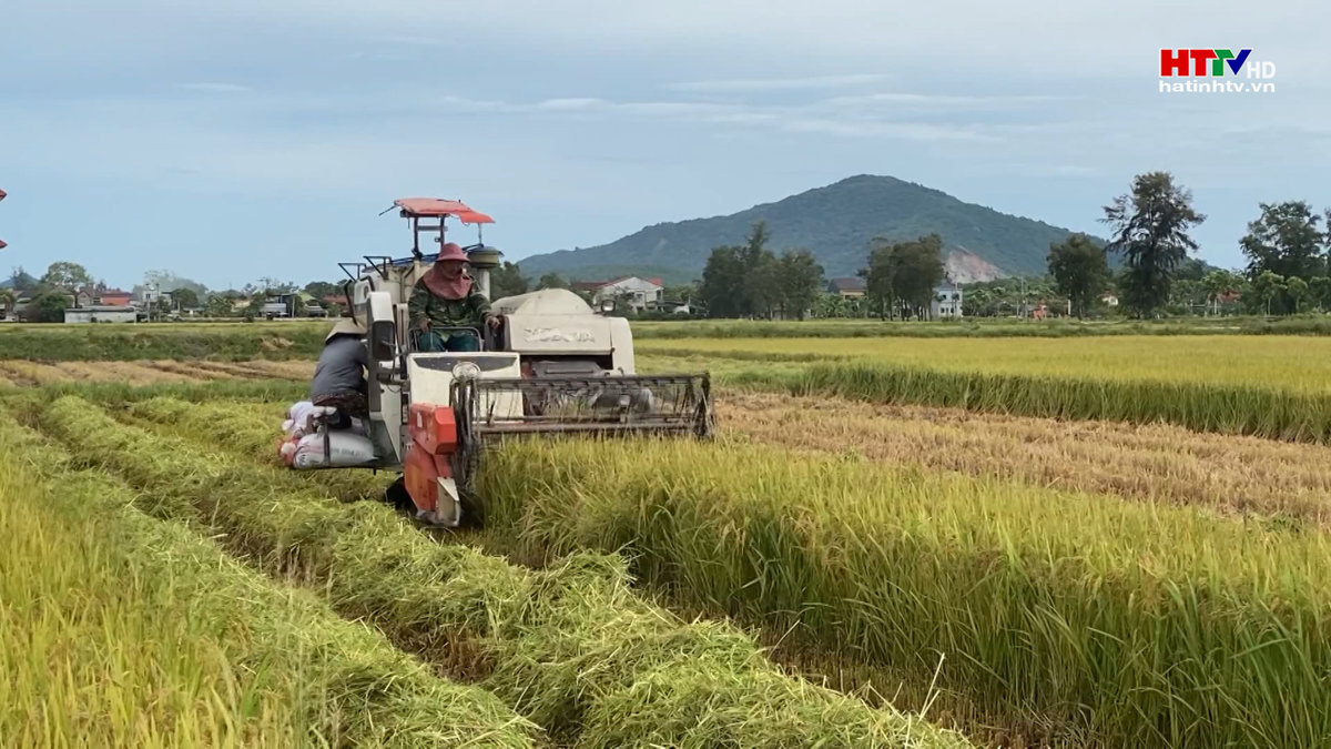 Thu hoạch lúa hè thu chỉ mới đạt hơn 1,1%