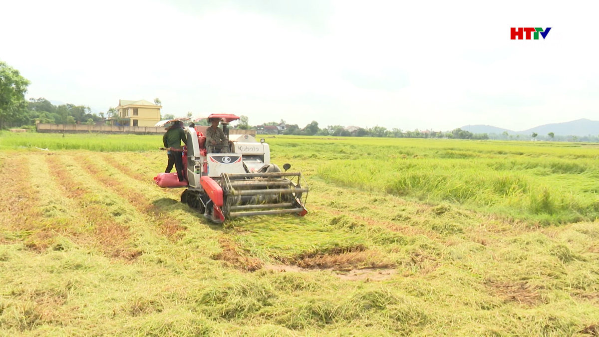 Đẩy nhanh tiến độ thu hoạch lúa Xuân