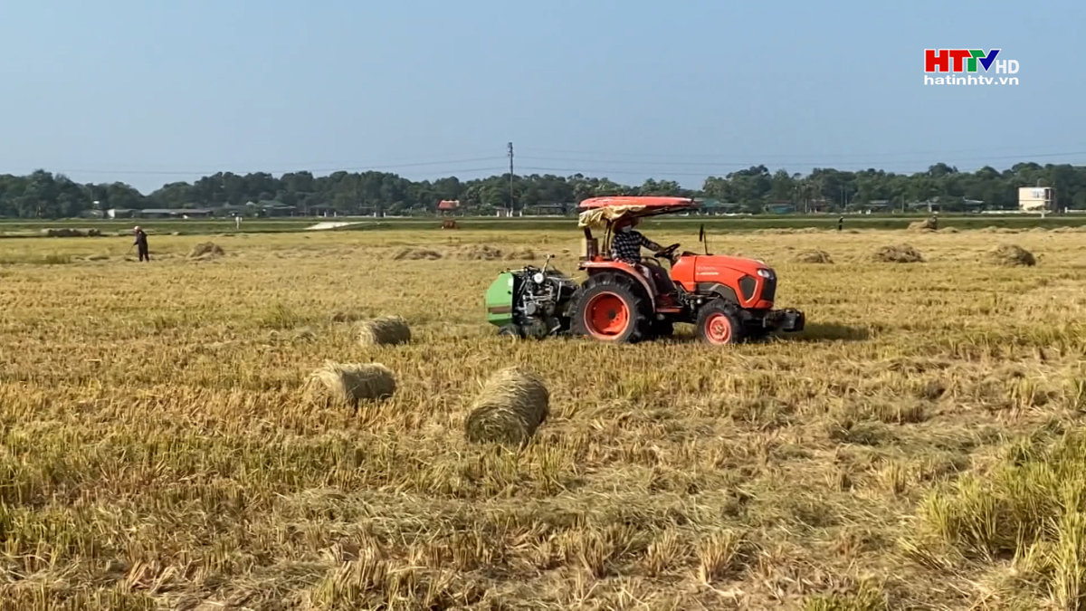 Gom rơm rạ bằng máy thu về mỗi hecta 2,5 triệu đồng