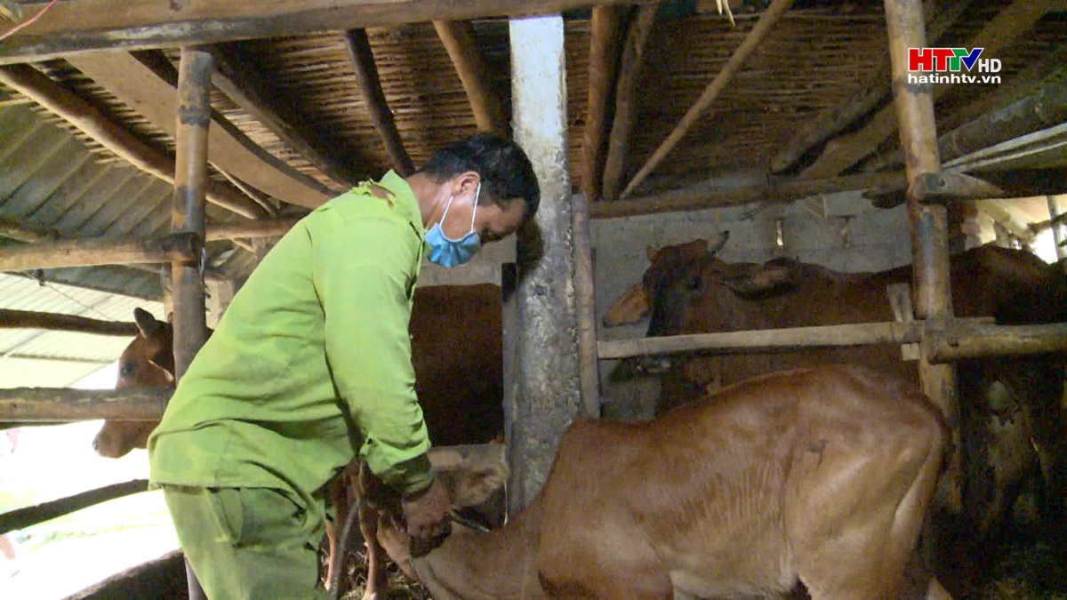 Quyết liệt trong công tác tiêm vắc xin cho gia súc, gia cầm