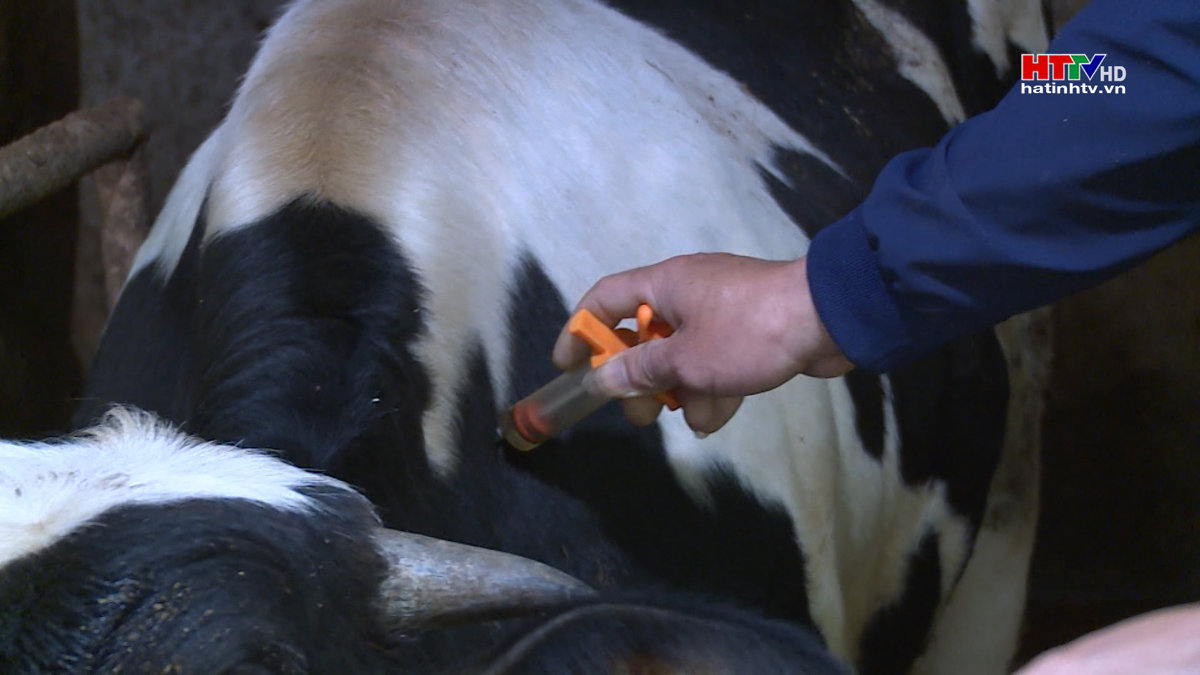 Tập trung tiêm vắc xin cho đàn vật nuôi