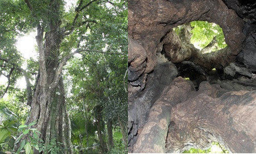 Cây thị "cứu vua Lê Lợi" ở Hương Sơn được công nhận Cây Di sản Việt Nam