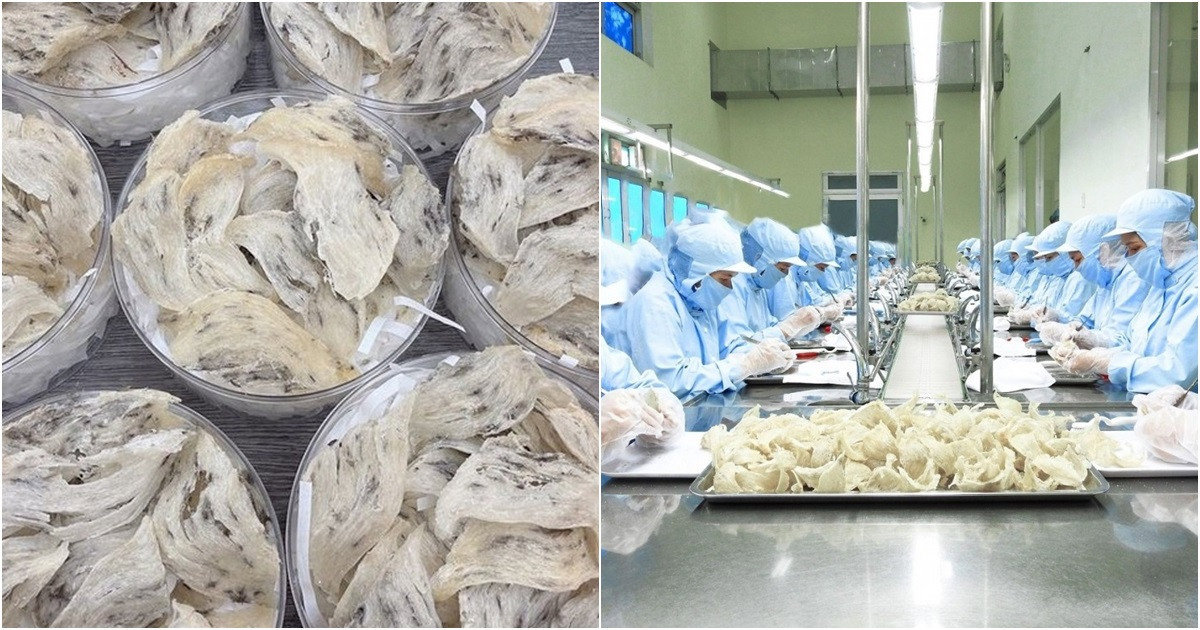 Tổ yến sạch của Việt Nam lần đầu được xuất khẩu vào Trung Quốc