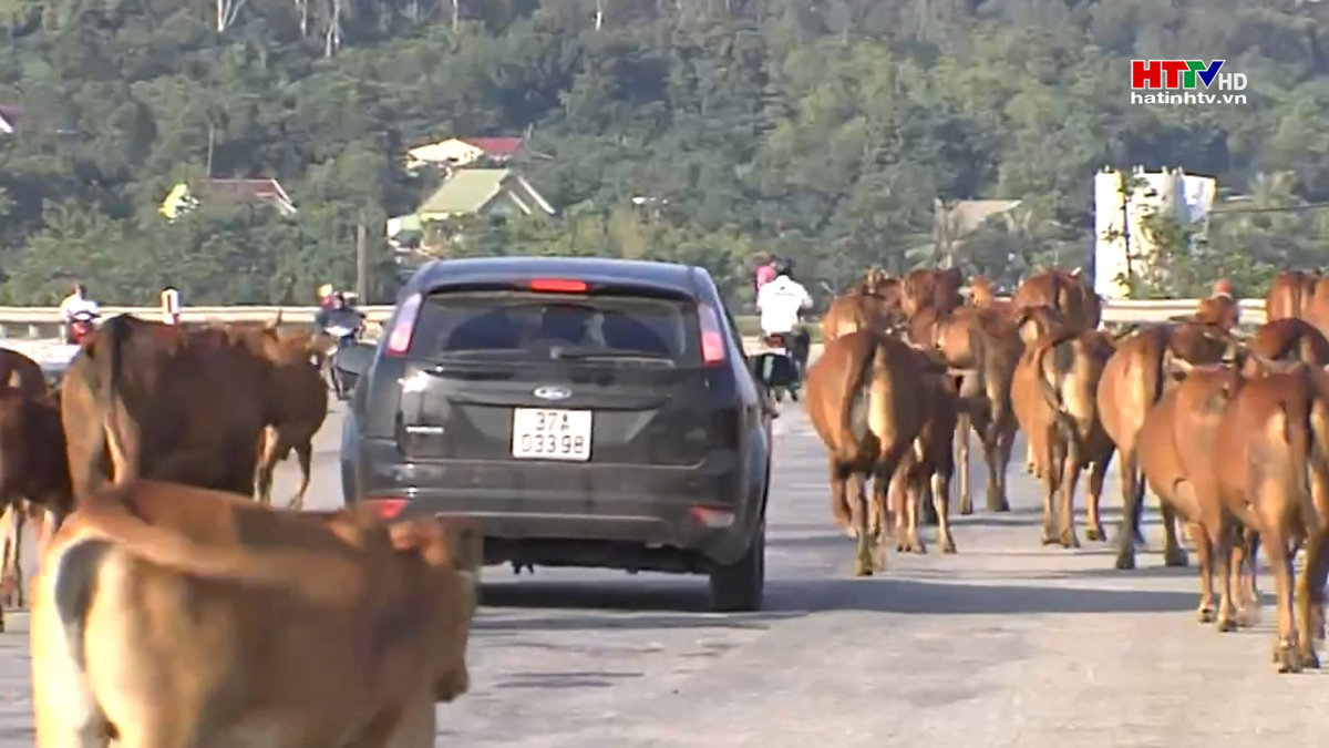 Ẩn họa tai nạn giao thông do trâu bò thả rông