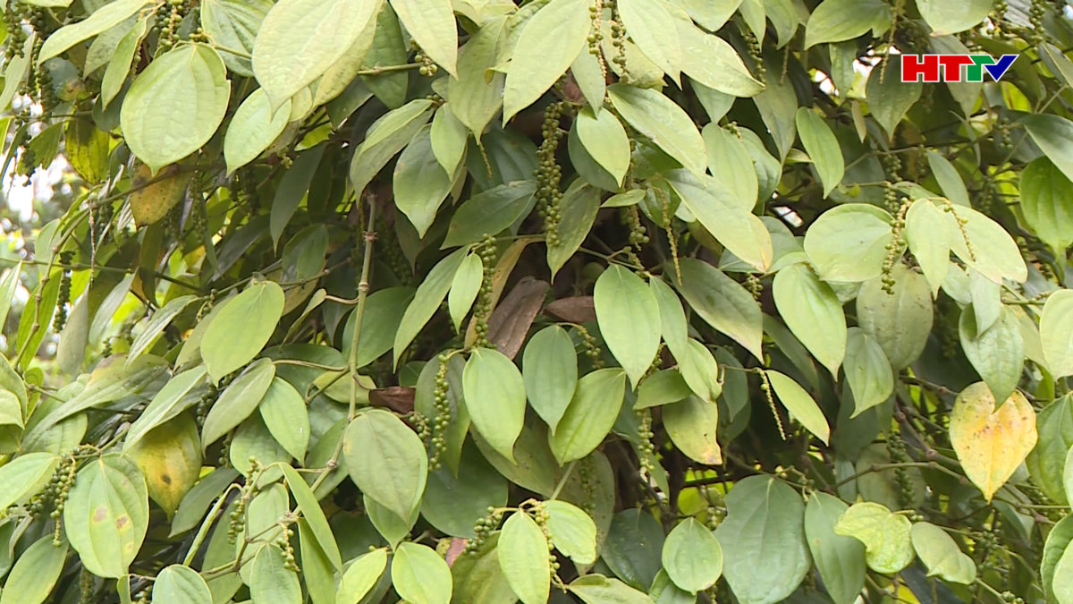 Phát huy mô hình cây hồ tiêu ở Kỳ Thượng