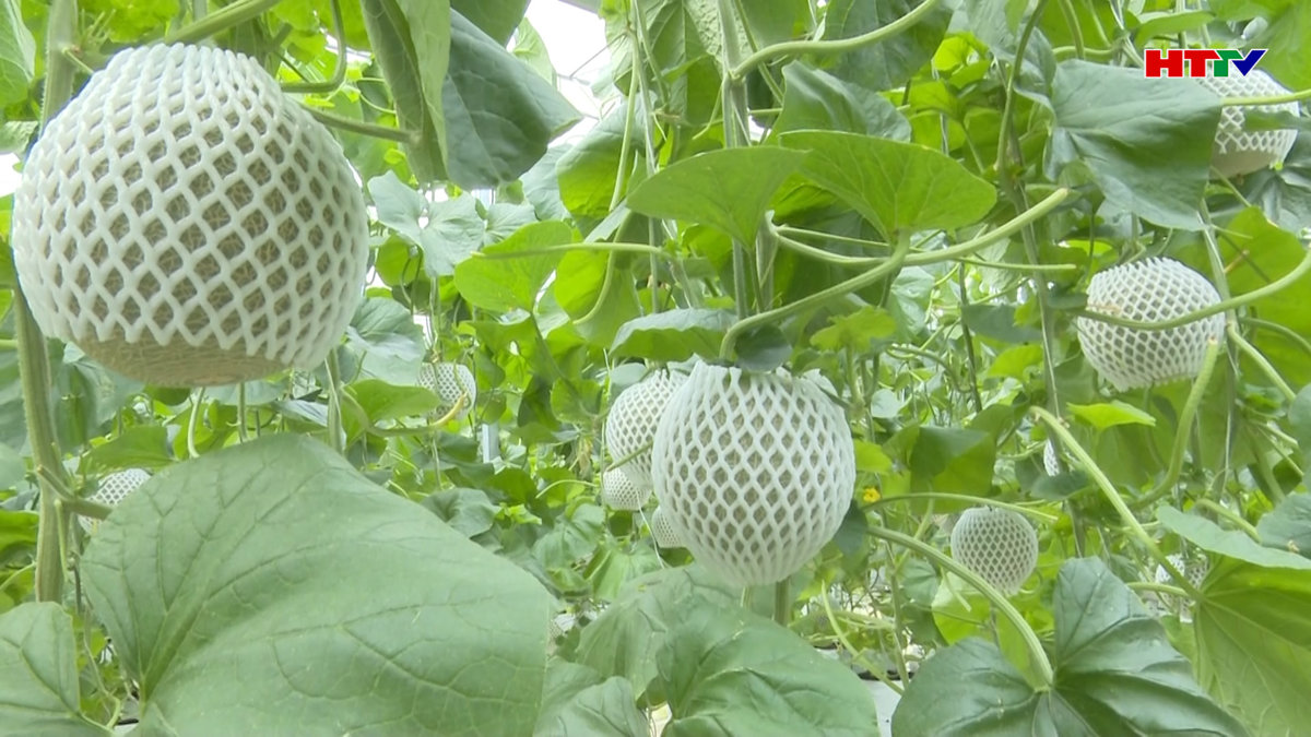 Nghi Xuân mở rộng diện tích trồng dưa lưới