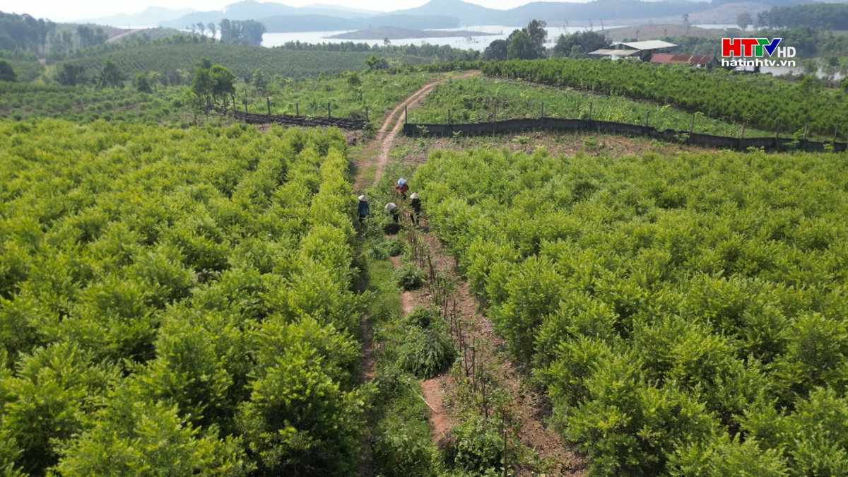 Phát triển cây dược liệu trên vùng đất vườn đồi