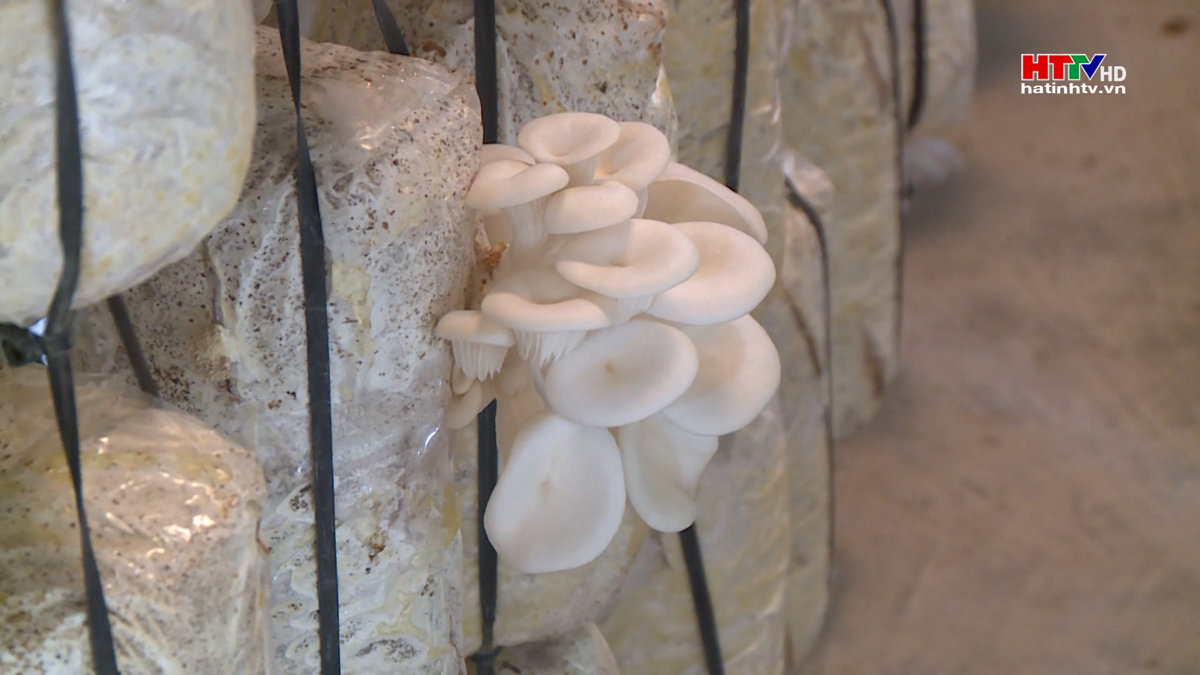 Phát huy hiệu quả nghề trồng nấm