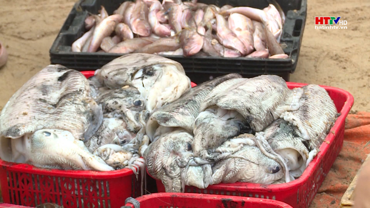 Vụ cá Nam đánh bắt hơn 22.500 tấn thuỷ sản