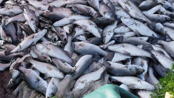 Hơn 50 tấn cá lồng bè bị chết chưa rõ nguyên nhân